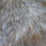 Wild Animal Craft Fur - Brown Faux Fur 10 X 18..